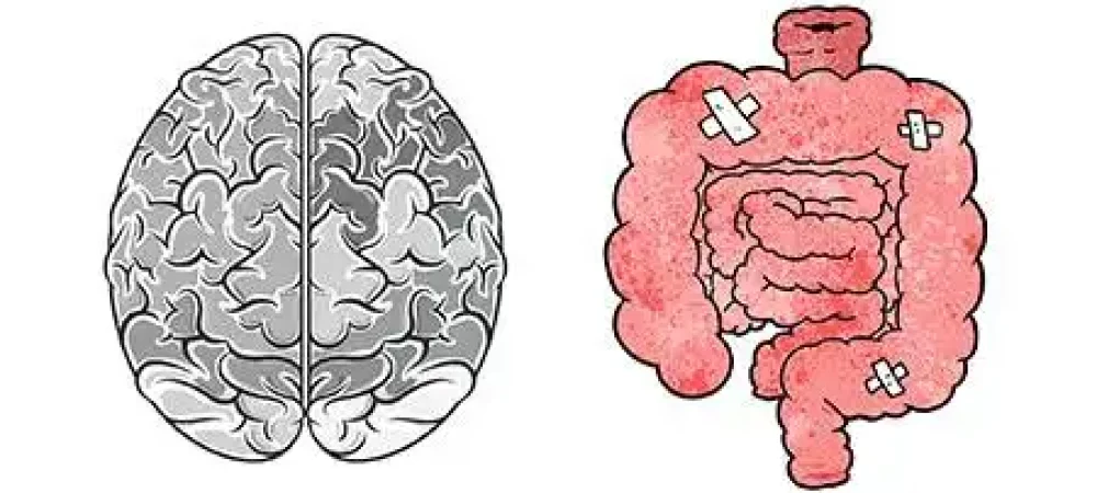 cerebro-intestino1-2-1